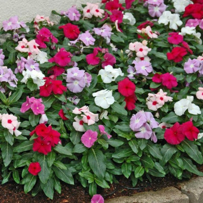 Arshiayat Vinca Mixed Flower Seed(12 per packet)