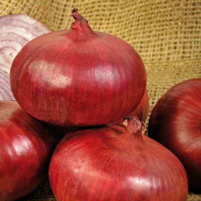 Avysa Red Onion Organic Seed(500 per packet)