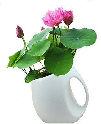 VibeX PAU-96 - Aquatic Lotus Nelumbo nucifera - (270 Seeds) Seed(270 per packet)