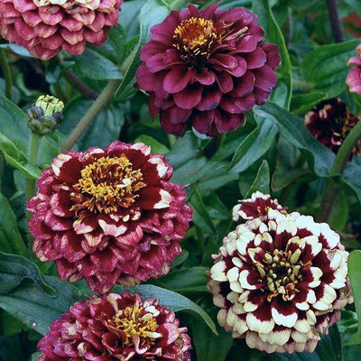 UGRA Aztec Sunset Zinnia Mix Seed(25 per packet)