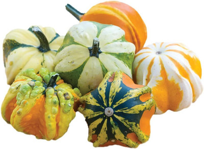 KNESSiN Non-GMO Daisy Gourd Pumpkin Seeds For Kitchen Gardening (400 Seeds) Seed(400 per packet)