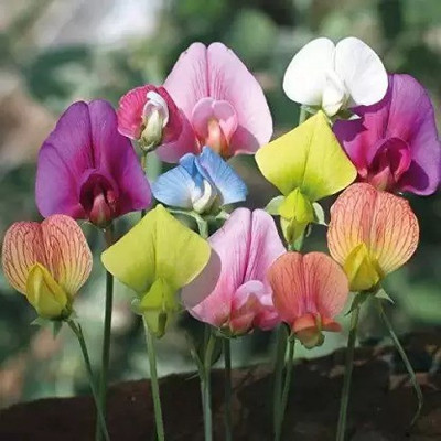 Aro Sweet pea Seed(12 per packet)