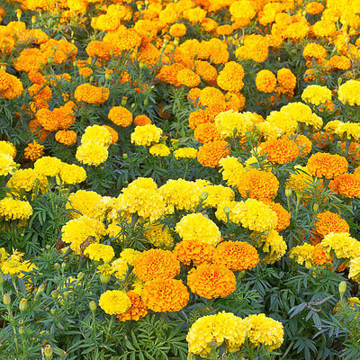 Elysian Enterprises marigold/gende ka phool flower seeds Seed(25 per packet)