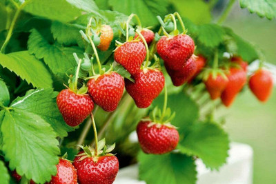 Aywal Strawberry Fruit Seed(25 per packet)