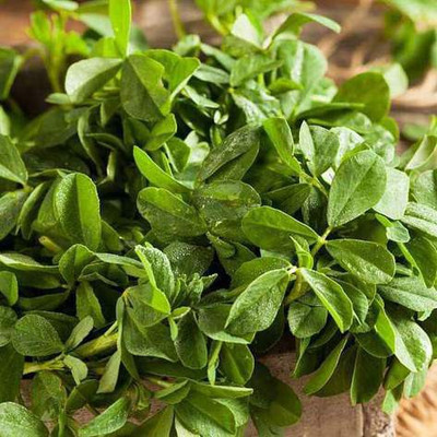 CYBEXIS Kasuri methi seeds2800 Seeds Seed(2800 per packet)