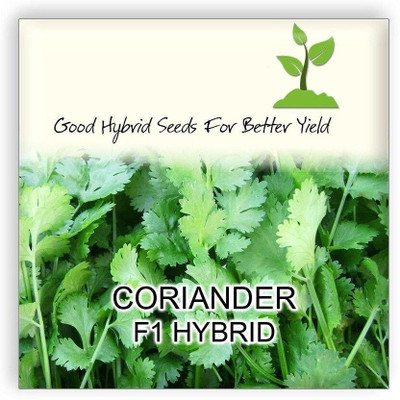 NurseryFriends ® F1 Hybrid Coriander Imported Vegetable Seeds-300 Seed Seed(300 per packet)