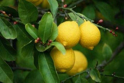 Aywal Citrus Limon (Lemon) Seed(54 per packet)