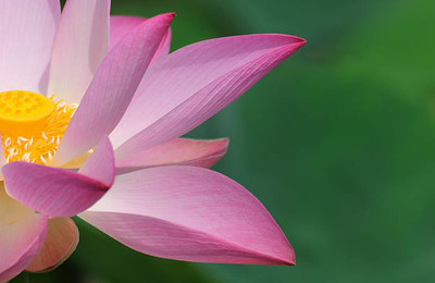 SREE lotus,kamal gatta Seed(14 per packet)