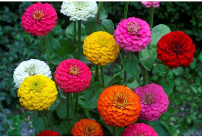 Lorvox Zinnia Double Mixed Color Flower Seed(20 per packet)