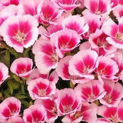 Lorvox Elegant Clarkia Flower Seed(110 per packet)