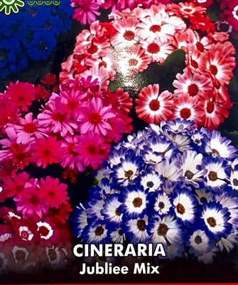 KRASHAK Cineraria Flower seeds, Winter flower seeds Seed(2 per packet)