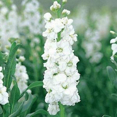 Aywal Deep Rose Ten Week Dwarf Stocks (Matthiola Icana) Seed(90 per packet)