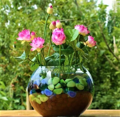LPR LOTUS,KAMAL Seed(10 per packet)