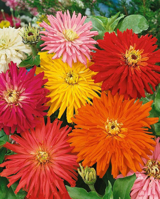CYBEXIS Limited Edition Giant Cactus Mix Zinnia Flower Seeds Seed(1 g)