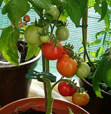 CYBEXIS Ideal for Growing in Balcony or Terrace Tomato Seeds500 Seeds Seed(500 per packet)