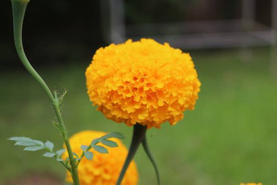 Vinayak Pestisides marigold/gende ka phool flower seeds Seed(25 per packet)