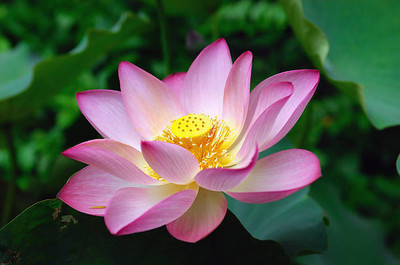 BMSSSL lotus,kamal gatta Seed(14 per packet)