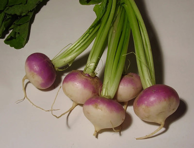 YEH White Purple Ball Turnip/Shalgam Seed(120 per packet)