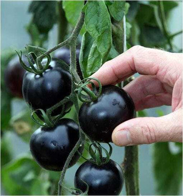 seedargo Seedargo Best Quality Hybride black Tomato Seed Seed(55 per packet)