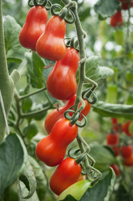 SeedLife tomato Seed(75 per packet)