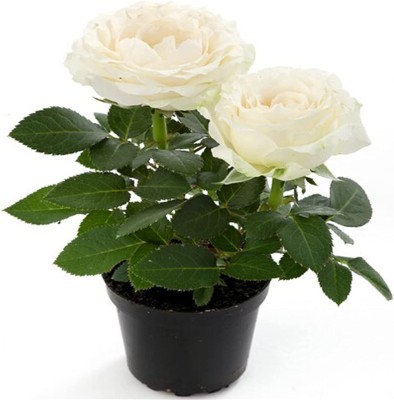 CYBEXIS GBPUT-95 - Flower White Rose - (900 Seeds) Seed(900 per packet)