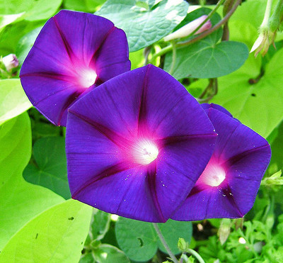 ZIXA IPOMEA FLOWER Seed(10 per packet)