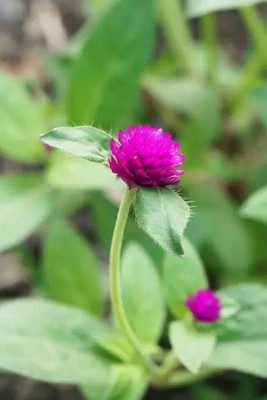 MAA Gomphrena Seed(80 per packet)