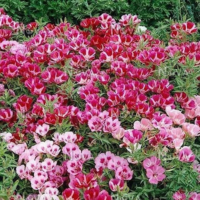 Aywal Clarkia Elegance Double mixed flower Seed(60 per packet)