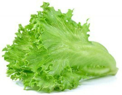 XOLDA Lettuce Cuarly Seed(22 per packet)