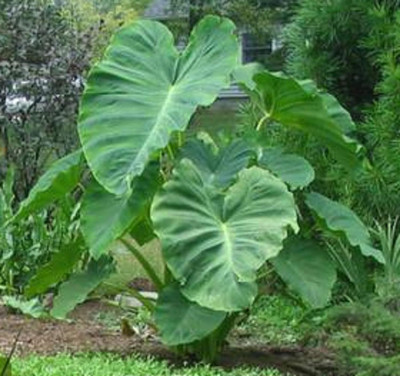 Aywal Taro Root,Kachu Seed(14 per packet)