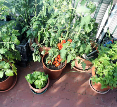 the green dotcom VNR Fresh Tamato Vegetable Hybrid Seed(50 per packet)