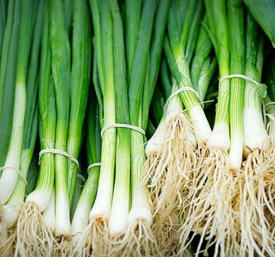 CYBEXIS Organic Spring Onion, Allium Fistulosum, Long White Ishikura Seeds1000 Seeds Seed(1000 per packet)