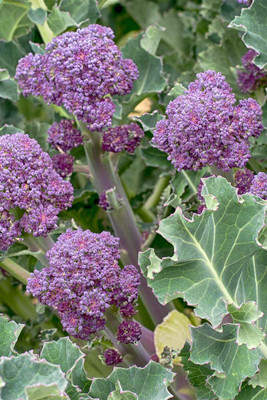 CYBEXIS Purple Sprouting Broccoli2000 Seeds Seed(2000 per packet)
