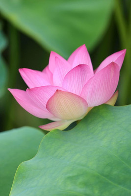 CRGO LOTUS , KAMAL Seed(20 per packet)