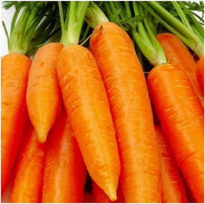 CYBEXIS GBPUT-78 - Chantenay Red Core Carrot - (2250 Seeds) Seed(2250 per packet)
