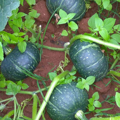 ErTh Pumpkin Good Quality Seed(2000 per packet)
