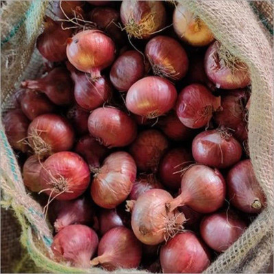 WILLVINE SCI-1341 Hybrid Onion Red Nashik Seeds-3000 Seeds Seed(3000 per packet)