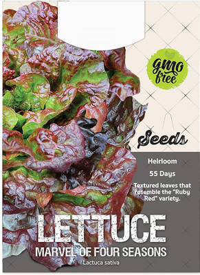 CYBEXIS NDIR-17 - Marvel of Four Seasons Lettuce - (1350 Seeds) Seed(1350 per packet)
