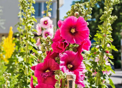 Lorvox Hollyhock Mixed Color Seed(20 per packet)
