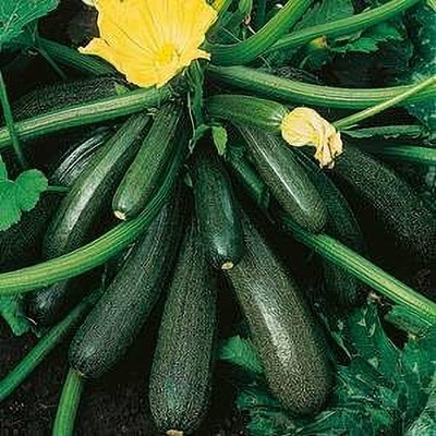 CRGO ZUCCHINI Seed(175 per packet)