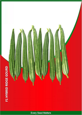 WILLVINE XLR-345 Ridge Gourd | Chinese Okra | Turia Non-GMO Seed(50 per packet)