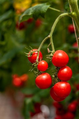 NATURE YARD tomato Seed(60 per packet)