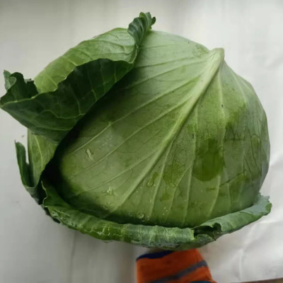 Avysa Green Cabbage Seed(50 per packet)