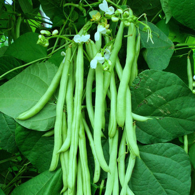 Flipkart SmartBuy Beans Plant Seed(20 per packet)