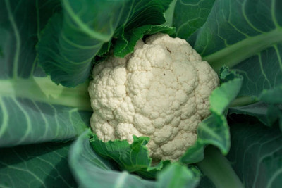 Veg E Wagon white cauliflower,gobhee seeds Seed(15 per packet)