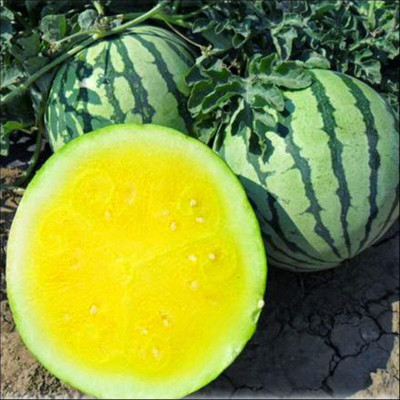 Biosnyg F1 Hybrid Watermelon Yellow Star Seeds For Gardening-(100 Seeds) Seed(100 per packet)