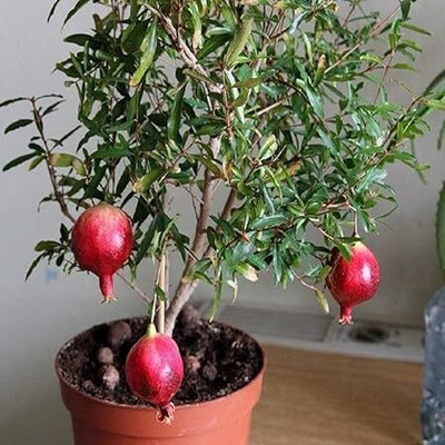 GREENSEA High Yielding Pomegranate, Anar, Dalim Seed(20 per packet)