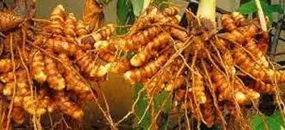 VENUS ONLINE Kasthuri Manjal Plant/Wild Turmeric Plant Seed(1 per packet)