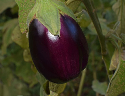 KNESSiN Extended Harvest Season Eggplant Valencia Round ( Seeds) Seed(5000 per packet)
