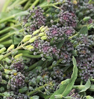 Qualtivate ICRA-4A Red Spear Purple Broccoli Seeds Seed(300 per packet)